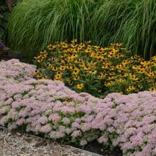 Sedum &#39;Lemonjade&#39; 2 gal