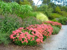 Sedum spectabile 'Autumn Joy' 2 gal