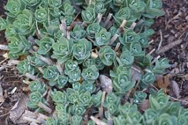 Sedum spectabile &#39;Autumn Joy&#39; 2 gal
