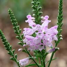 Obedient Plant Physostegia virginiana &#39;Pink Manners&#39; 1 gal