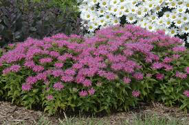 Monarda &#39;Pardon My Pink&#39; 1 gal.