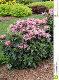 Monarda &#39;Pardon My Pink&#39; 1 gal.
