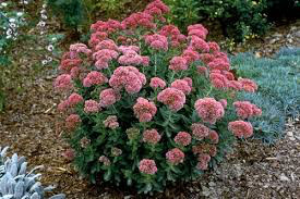 Sedum spectabile &#39;Autumn Joy&#39; 2 gal