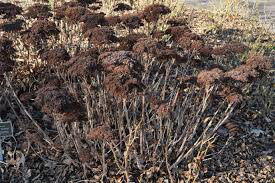 Sedum spectabile &#39;Autumn Joy&#39; 2 gal