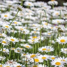 Daisy Leucanthemum × superbum &#39;Snowcap&#39; 1 gal