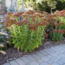 Sedum &#39;Lemonjade&#39; 2 gal