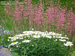 Daisy Leucanthemum × superbum &#39;Snowcap&#39; 1 gal
