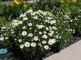 Daisy Leucanthemum × superbum &#39;Snowcap&#39; 1 gal