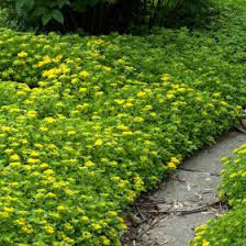 Sedum &#39;Lemonjade&#39; 2 gal