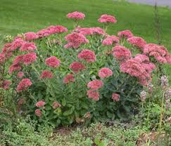 Sedum spectabile &#39;Autumn Joy&#39; 2 gal