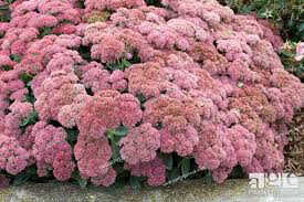 Sedum spectabile &#39;Autumn Joy&#39; 2 gal