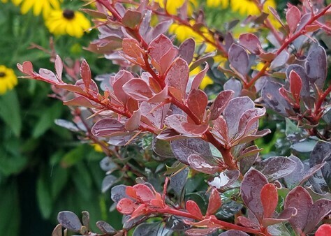 Barberry Worryfree &#39;Crimson Cutie&#39; 3 gal