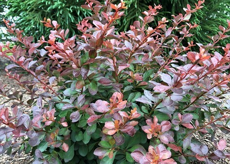 Barberry Worryfree &#39;Crimson Cutie&#39; 3 gal