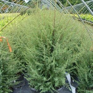 Juniperus communis &#39;Gnom&#39; #5