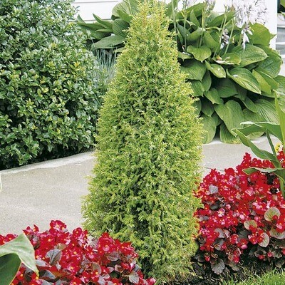 Juniperus communis 'Gnom' #5