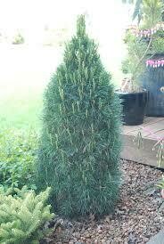 Juniperus communis &#39;Gnom&#39; #5