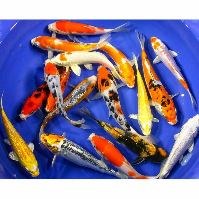  Koi premium 10'-12'”