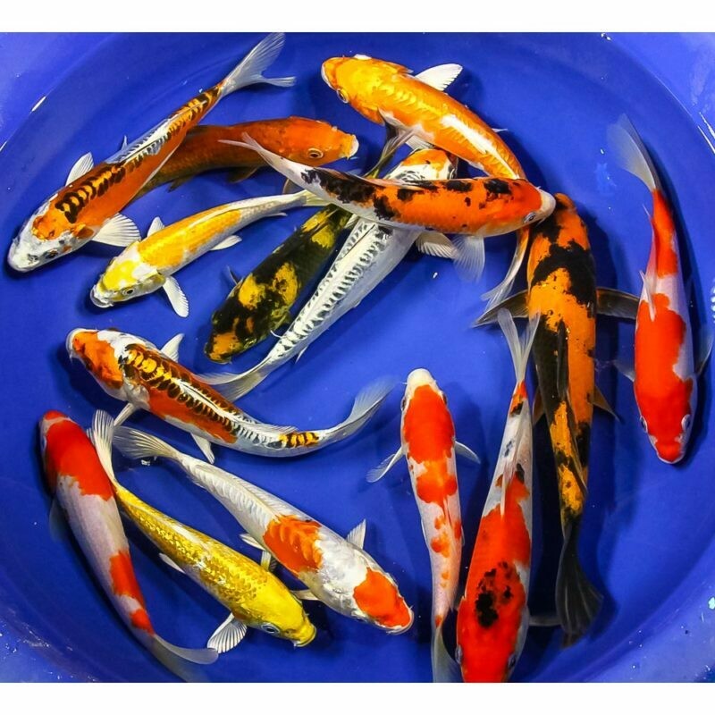  Koi premium 6”-7”