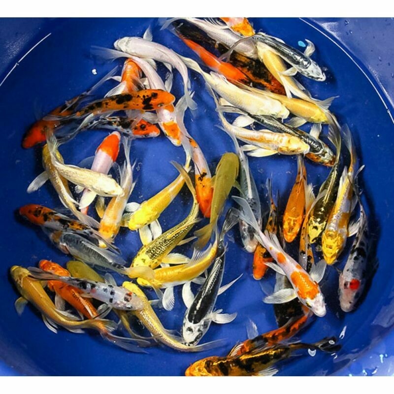 Butterfly Koi Premium 7&quot;-8&quot;