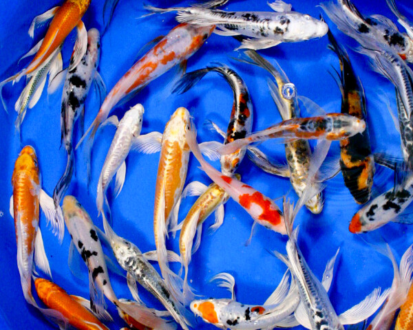 Butterfly Koi Premium 7&quot;-8&quot;