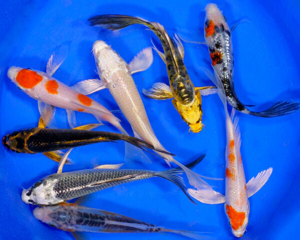 Butterfly Koi Premium 8"-10"