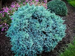 Juniperus squamata 'Blue Star' 3 gal