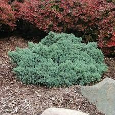 Juniperus squamata &#39;Blue Star&#39; 3 gal