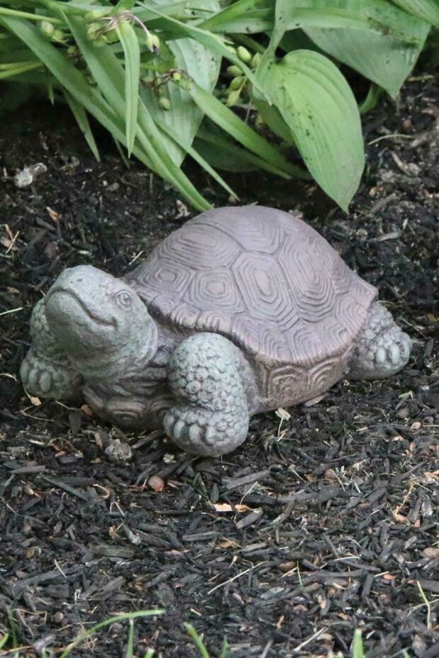 7" Small Tortoise (73)