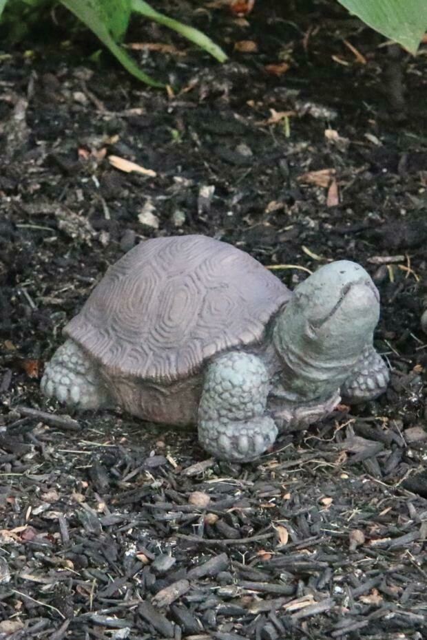 5" Extra Small Tortoise (73)