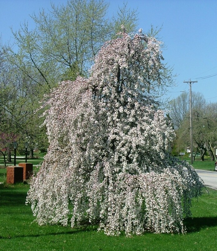 Cherry Prunus &#39;Snow Fountain&#39; 15 gal.
