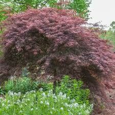 Acer palmatum dissectum &#39;Tamukeyama 15 gal