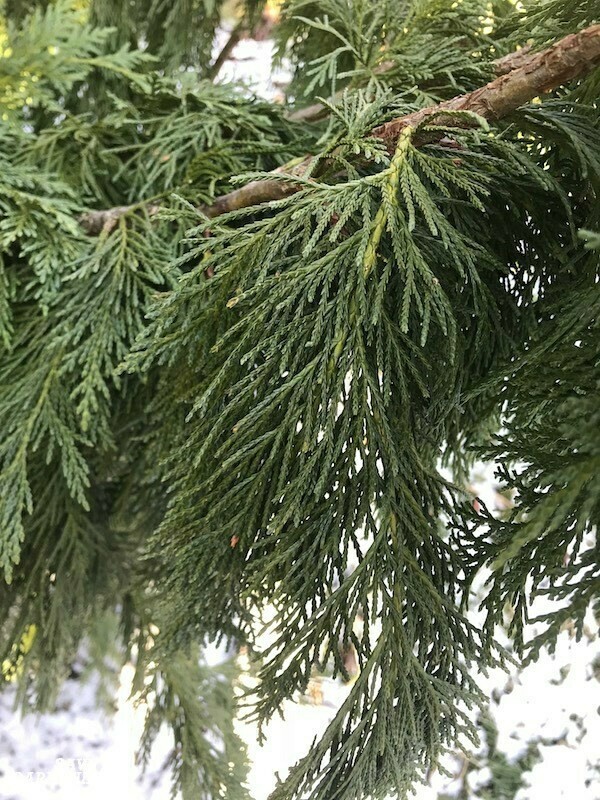 Chamaecyparis nootkatensis &#39;Pendula&#39; 20 gal