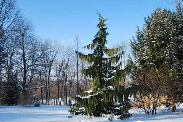 Chamaecyparis nootkatensis &#39;Pendula&#39; 20 gal