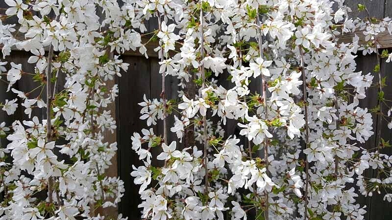 Cherry Prunus &#39;Snow Fountain&#39; 15 gal.