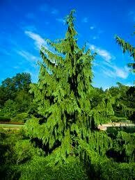 Chamaecyparis nootkatensis &#39;Pendula&#39; 20 gal