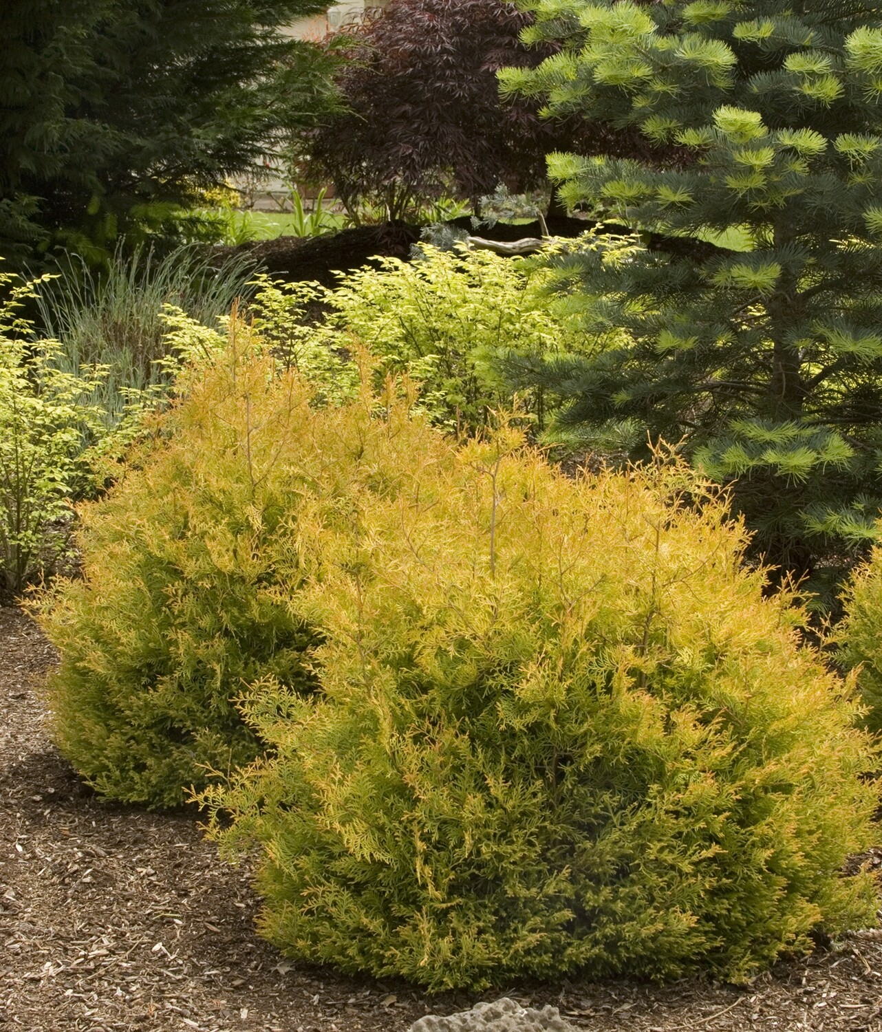 Thuja occidentlis &#39;Rheingold&#39; #3