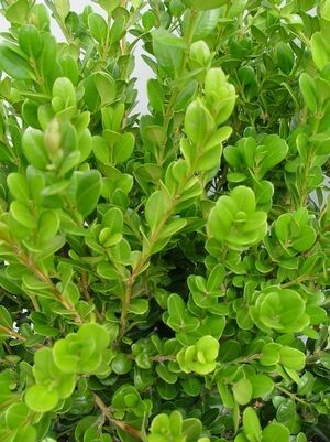 boxwood Buxus Micro. &#39;Winter Gem&#39; 5 gal