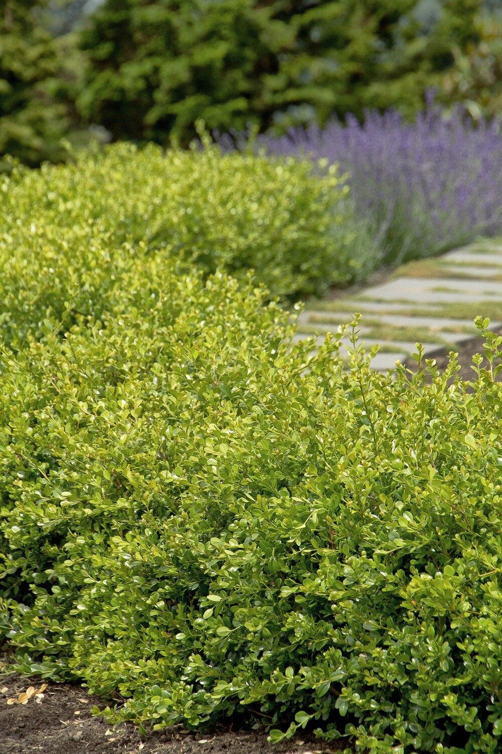 boxwood Buxus Micro. &#39;Winter Gem&#39; 5 gal