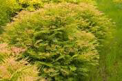 Sorbaria sorbifolia &#39;Sem&#39; 3 gal
