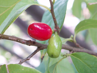 Lindera benzoin 1 gal