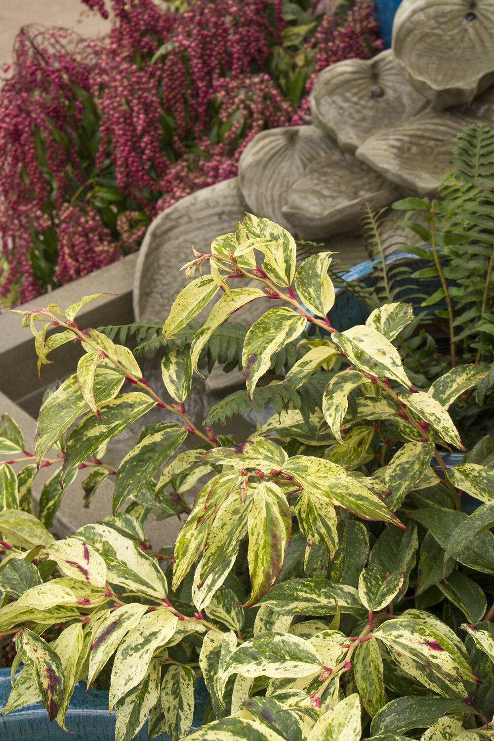 Leucothoe fontanesiana &#39;Rainbow&#39; 2 gal