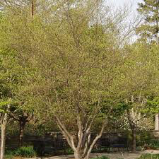 Lindera benzoin 1 gal