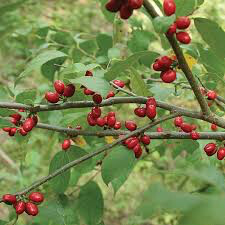 Lindera benzoin 1 gal
