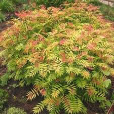Sorbaria sorbifolia &#39;Sem&#39; 3 gal