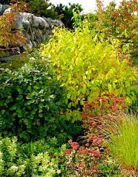 Lindera benzoin 1 gal