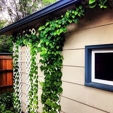 Hops Nugget  Vine 2 gal.