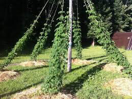 Hops Nugget  Vine 2 gal.