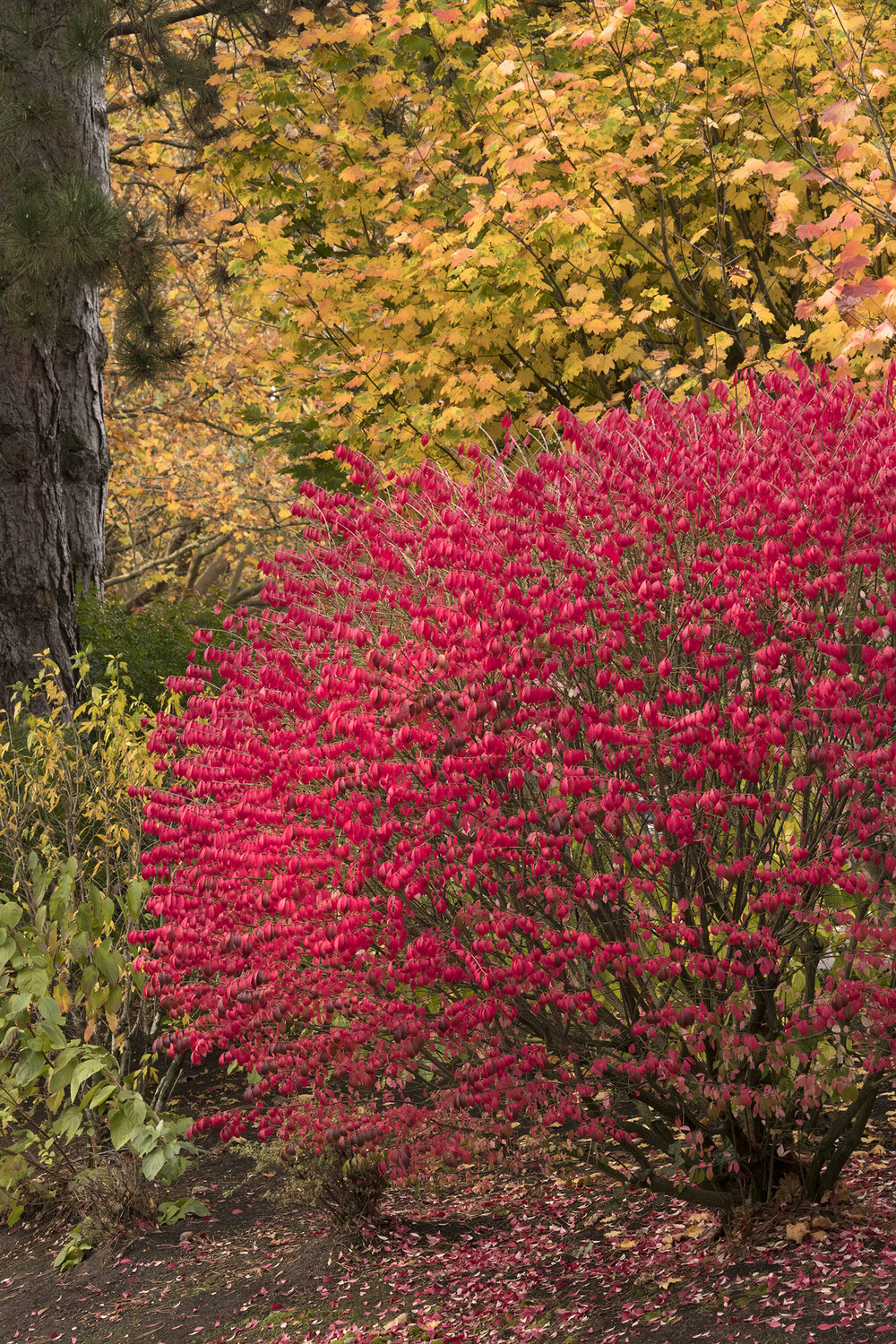Euonymus alatus &#39;Compactus&#39; 3 gal