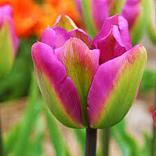Tulip Nightrider (8 bulb)