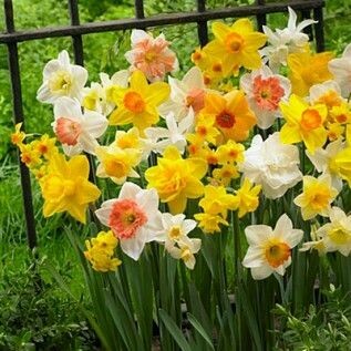 Narcissus All in One Assorted (15 bulb)